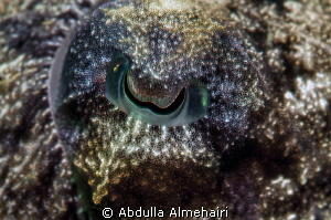 Calamari Eye by Abdulla Almehairi 